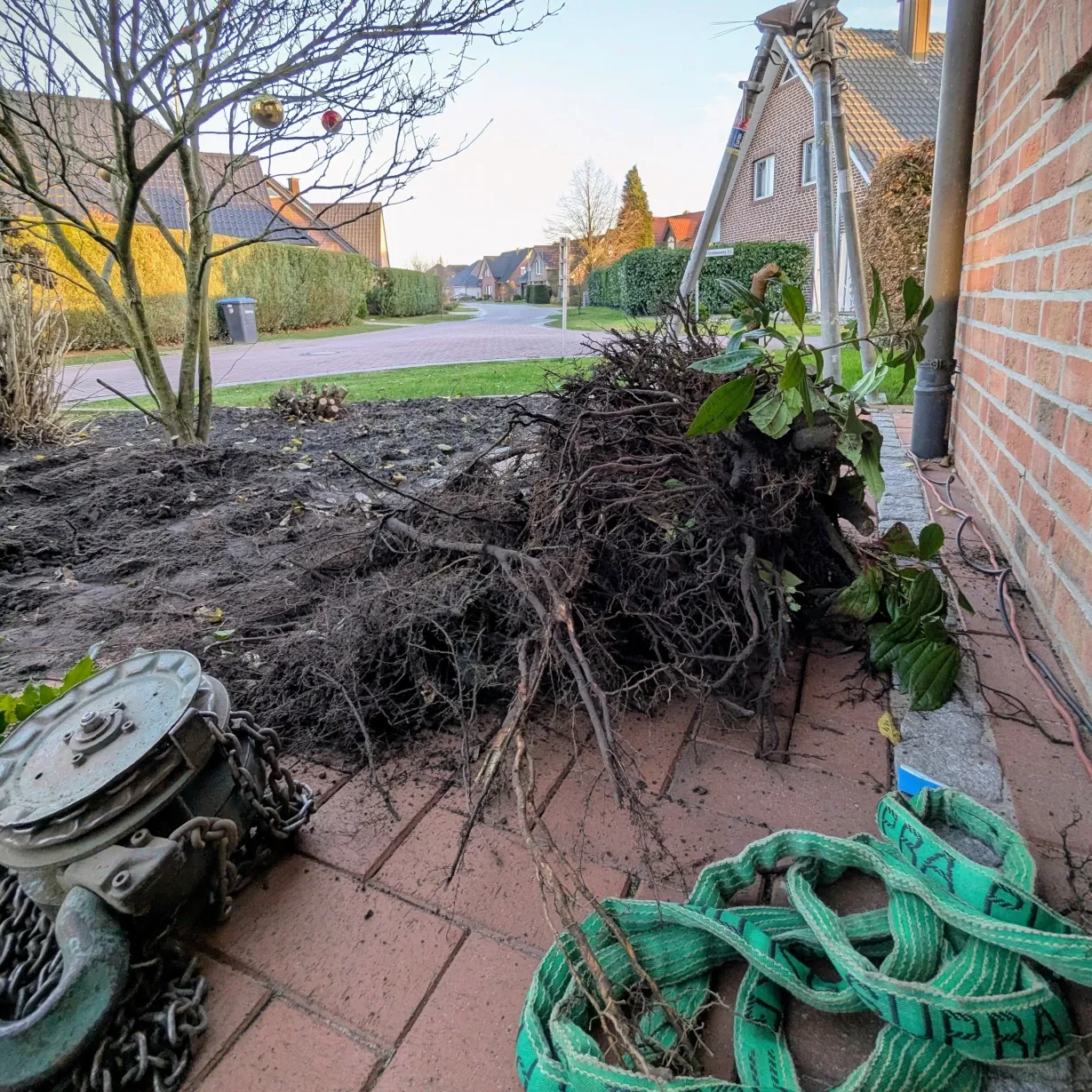 a pile of cherry laurel root balls