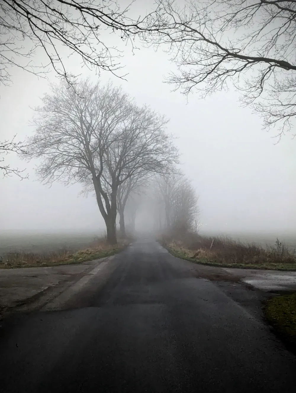 A misty tar road with fields to the left and right flanked by dead birch and beech trees