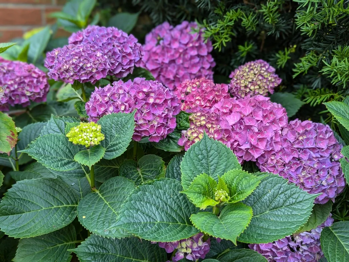 Hydrangea plants in our garden