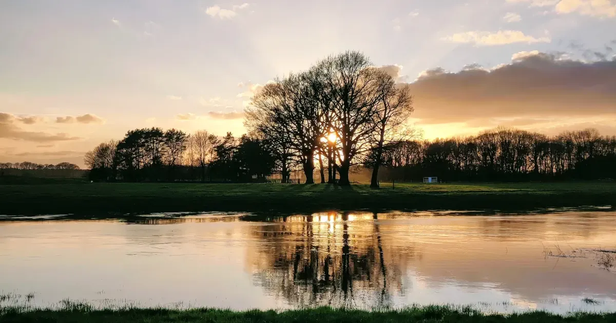 a tree in front of a setting sun