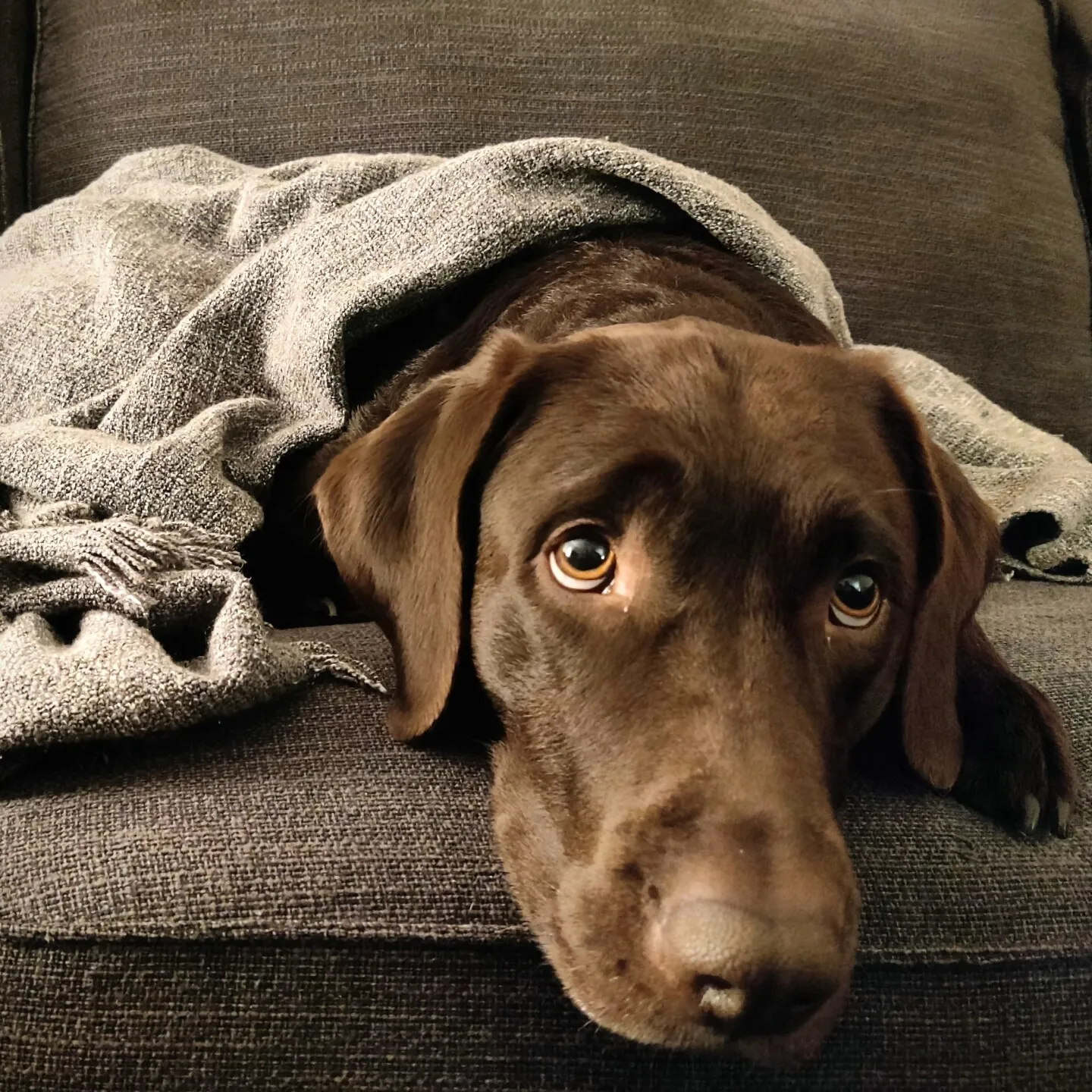 A chocolate brown Labrador cuddled under a gray blanket, looking into the camera with a sad (but typically Labrador) face.