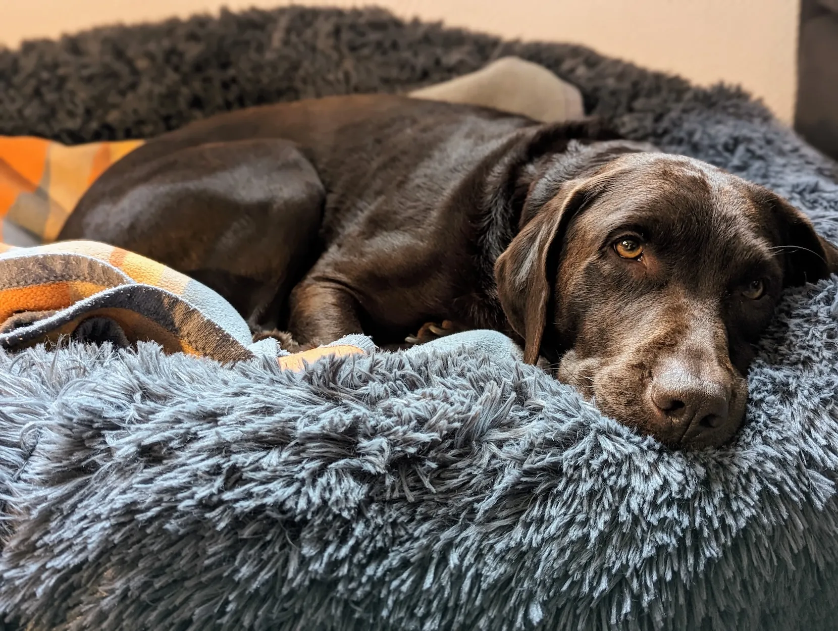 A chocolate labrador lying on a fluffy bed, looking a little sleepy and content.