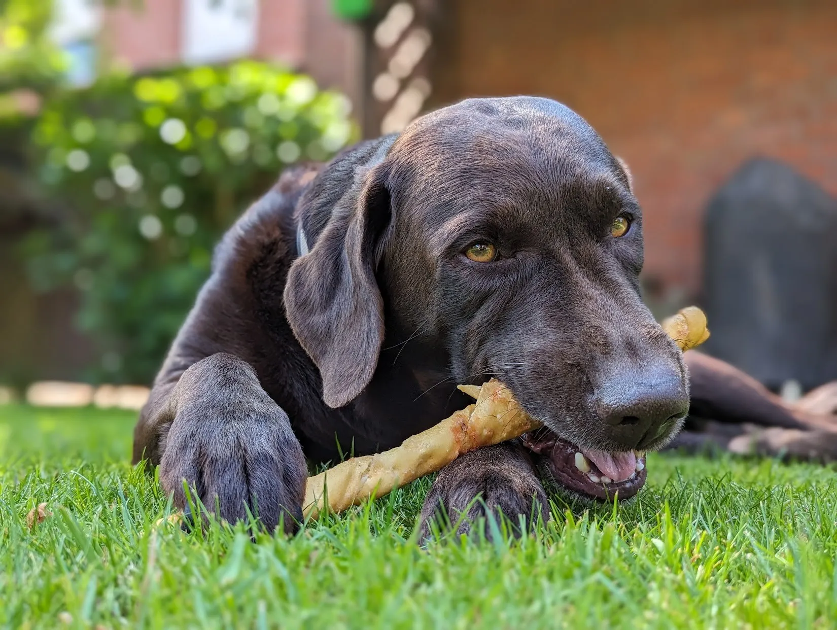A chocolate Labrador chewing something on the lawn.