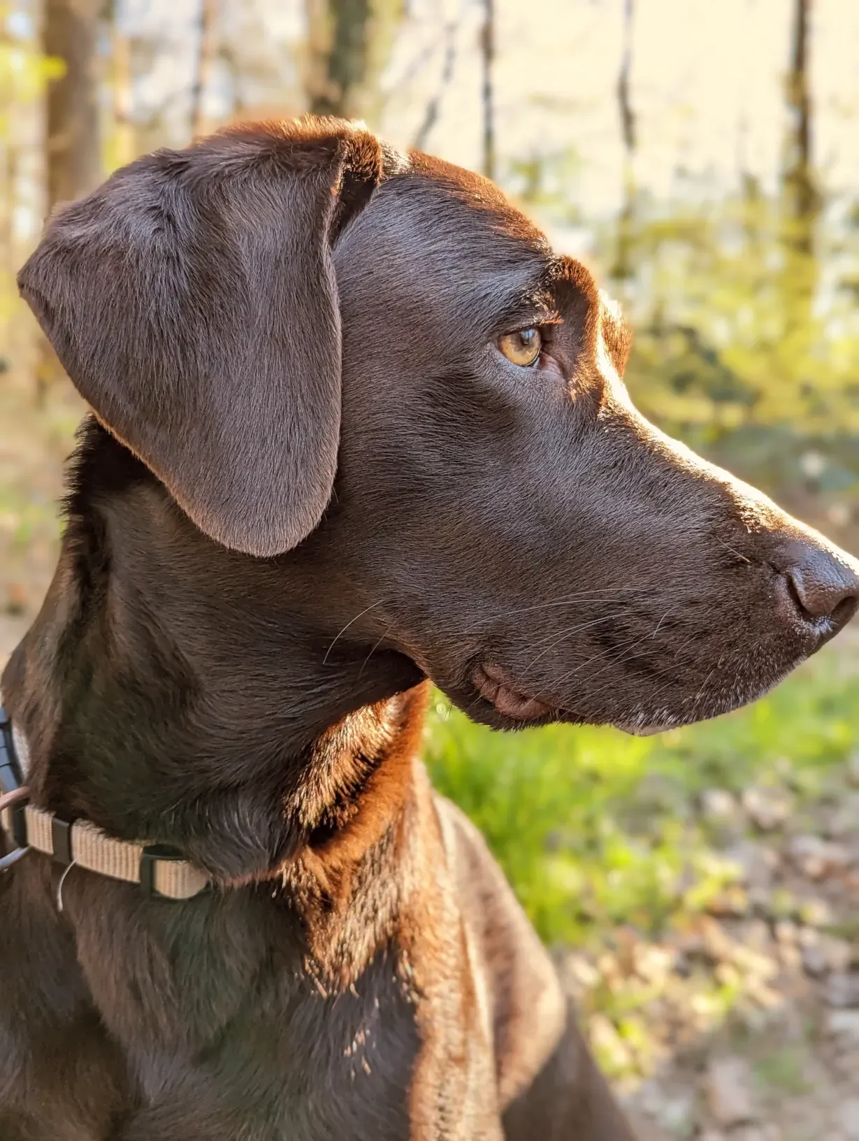 Lenny, my dog, in the setting sun