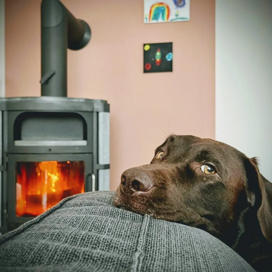 A chocolate labrador hanging out in front of a fireplace