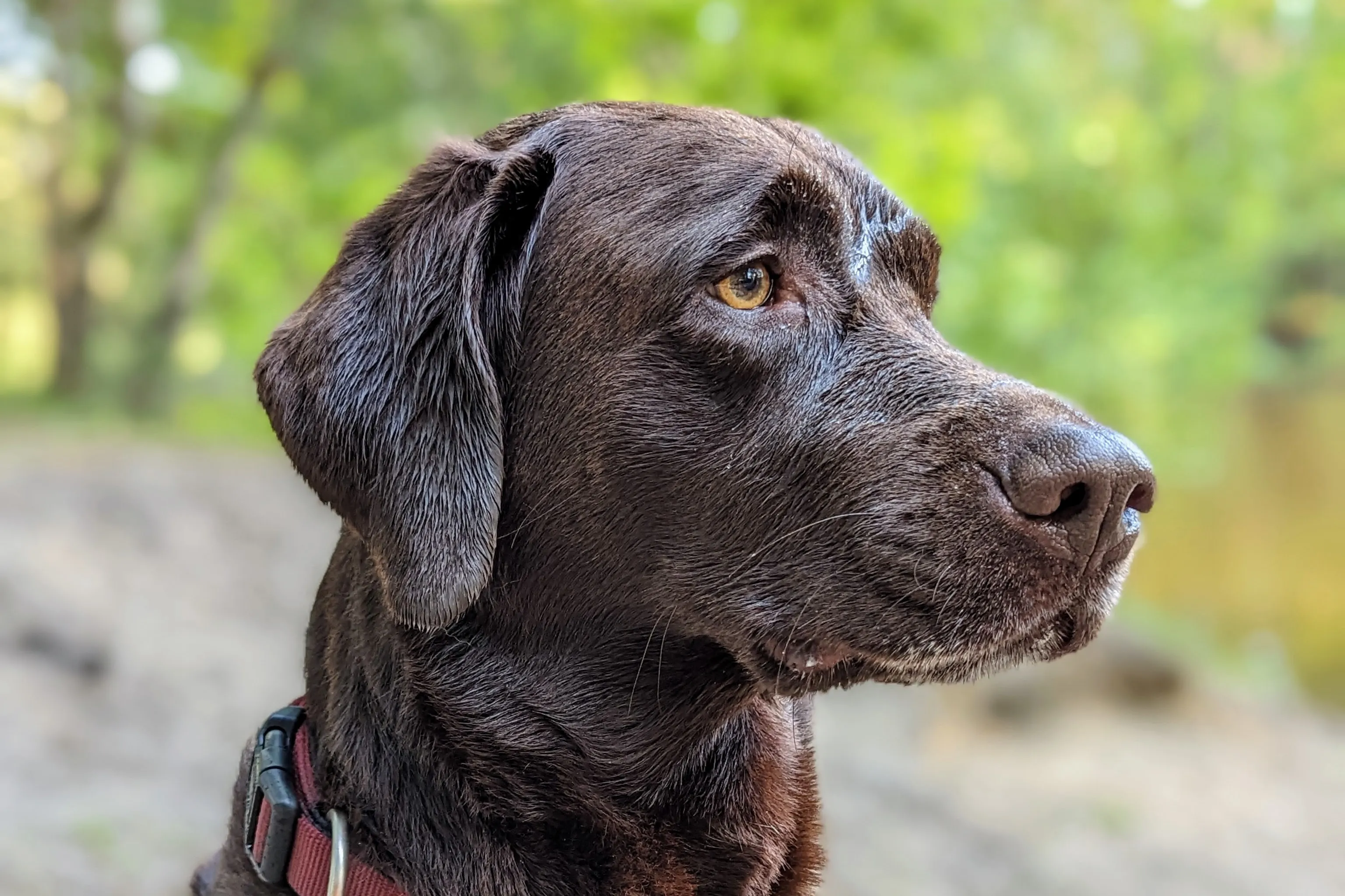 a portrait of Lenny, a chocolate labrador