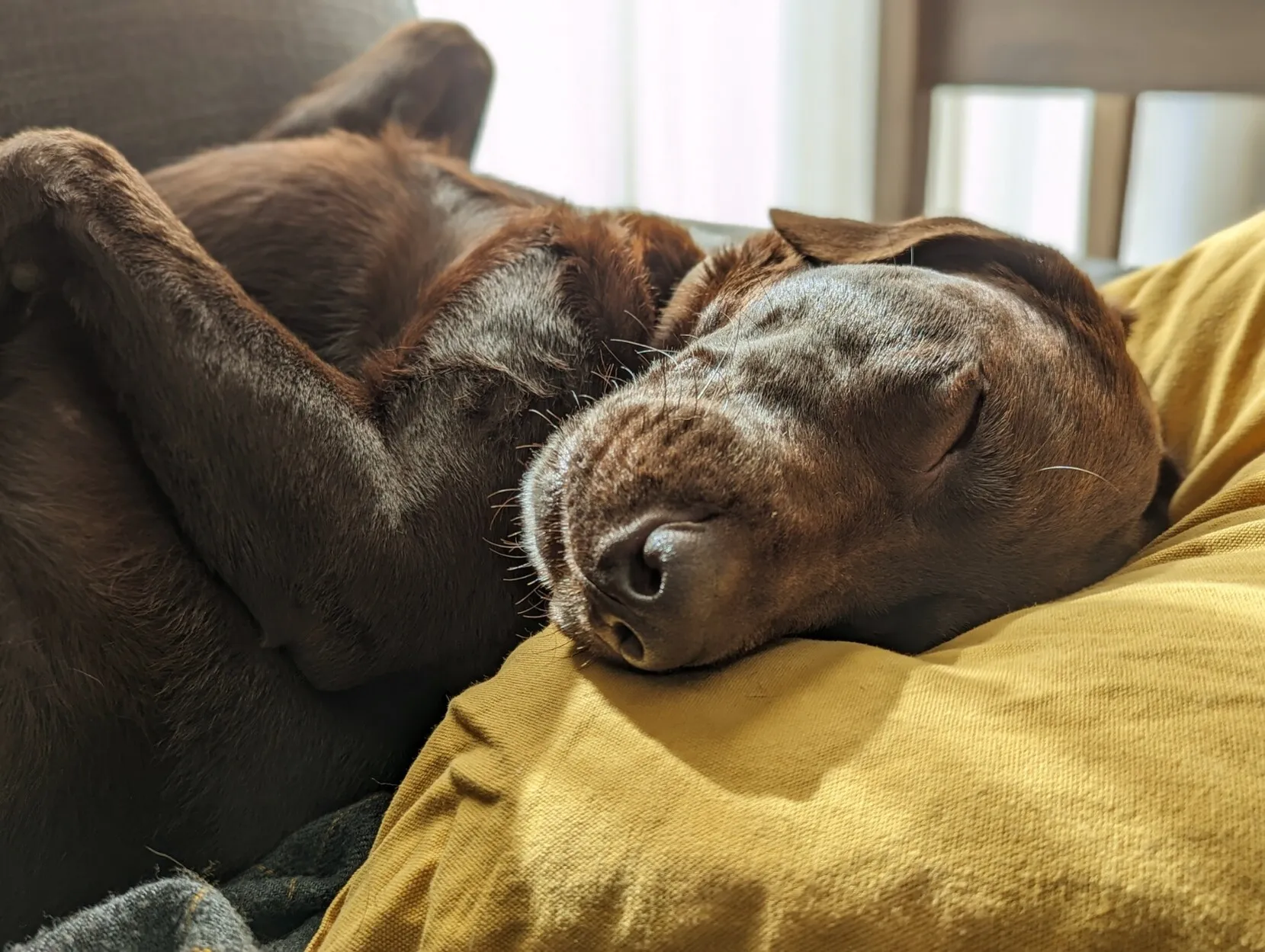 A sleeping chocolate labrador.
