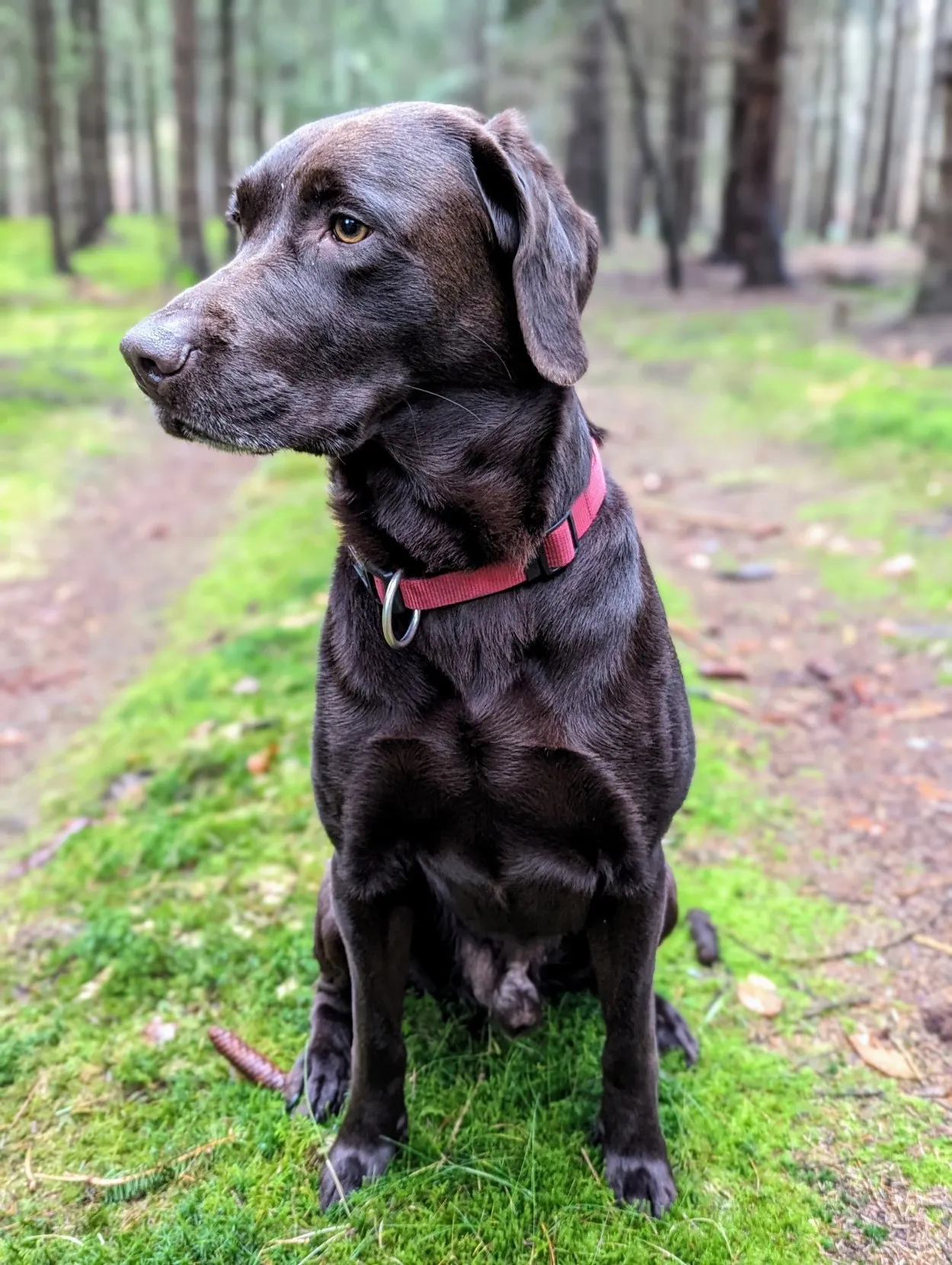 A chocolate labrador sitting on a trail in the woods.