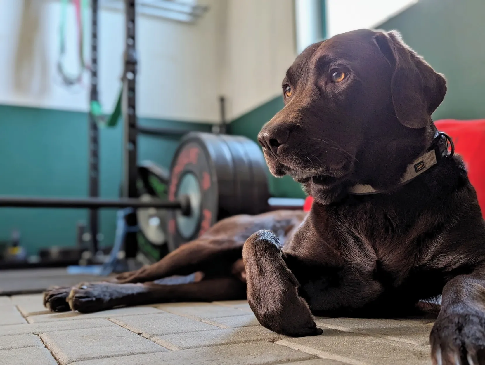 A chocolate lab lying on the floor. A loaded barbell in the background.