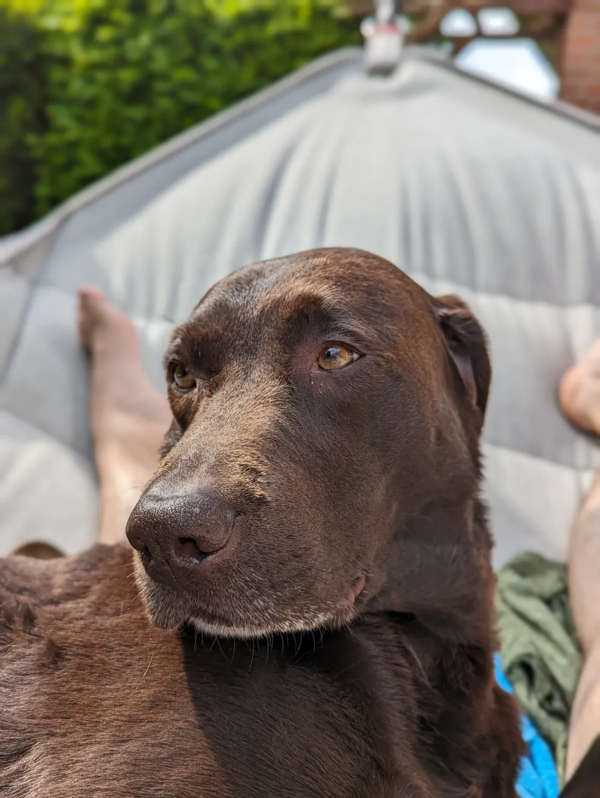 Lenny lounging in a hammock