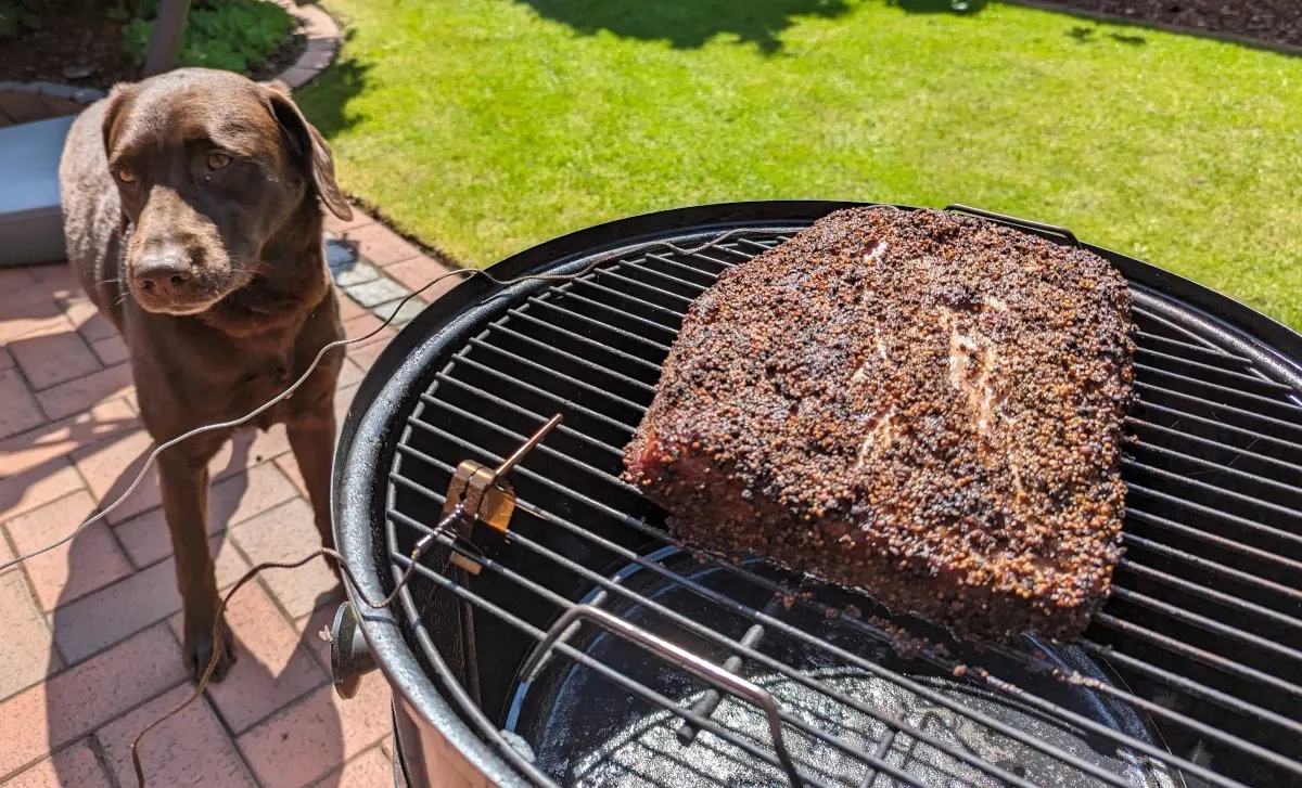 Pastrami on the smoker, Lenny in the background