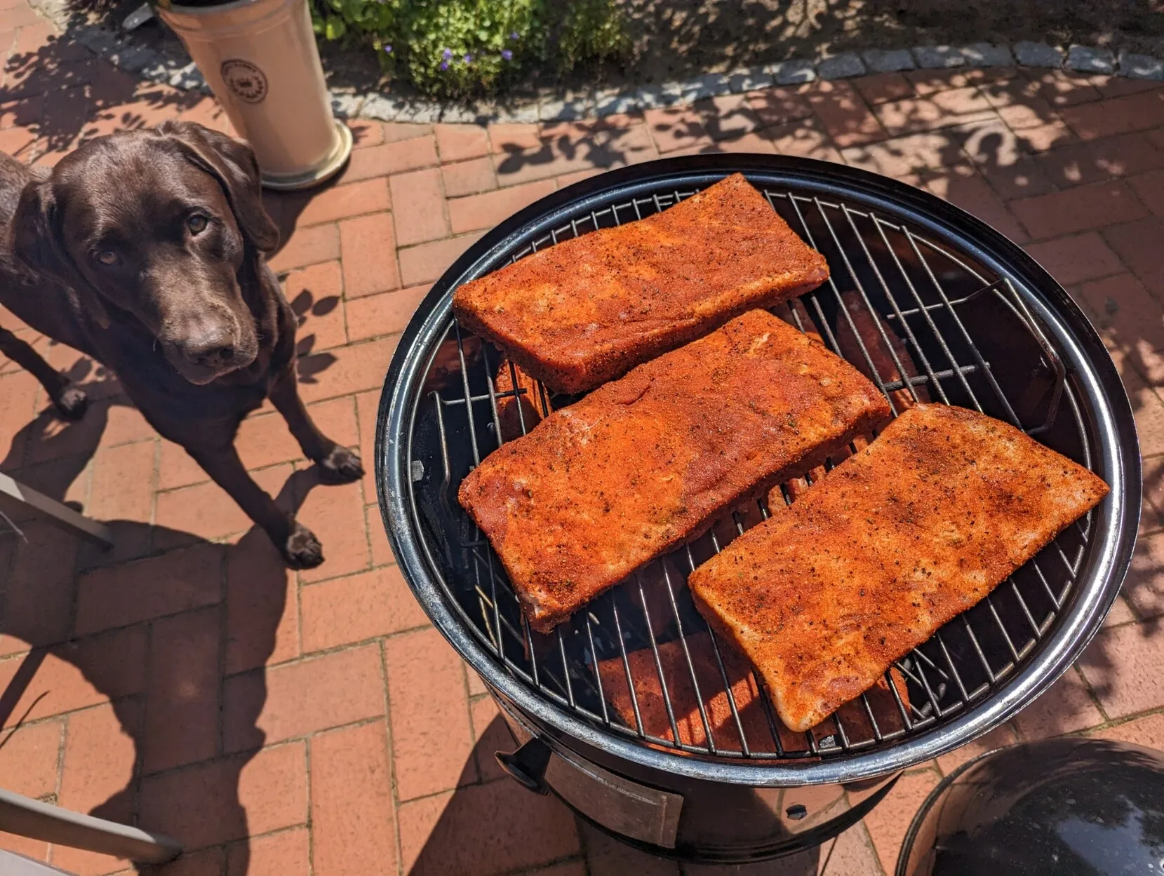 Spare ribs on a smoker, ready to be smoked. The ribs are coated with a bright orange rub. There's a chocolate lab standing next to the smoker looking like he'd love to have some of the meat.
